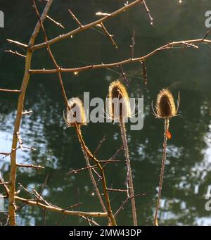 Nahaufnahme der stacheligen Samenköpfe von Winterdistelpflanzen, Dipsacus, im Winter Stockfoto