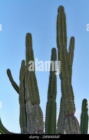 Stenocereus pruinosus mit vielen Zweigen auf einem wolkenlosen blauen Himmel Stockfoto