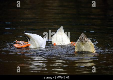 Drei tauchende Enten, die ihre Schwanzfedern und Füße zeigen. Zwei weiße Enten und eine braune Ente. Enten auf einem der Keston-Teiche in Keston, Kent, Großbritannien. Stockfoto