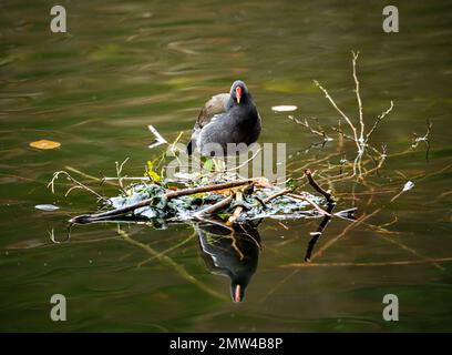 Ein Moorhen, der auf einer kleinen Insel in einem See steht, mit seiner Reflexion im Wasser. Gemeine Moorhen (Gallinula chloropus) auf einem der Keston-Teiche in Ke Stockfoto