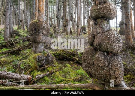 WA20796-00....WASHINGTON - Spruce Burl Trail am Strand 1 in der Kalaloch Beach Gegend, Olympic National Park. Stockfoto