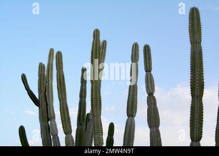 Stenocereus pruinosus mit vielen Zweigen auf einem wolkenlosen blauen Himmel Stockfoto