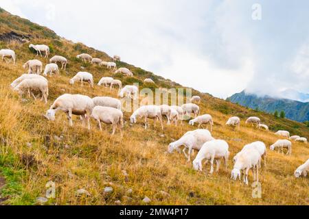 Grosse Schafherde, die auf alpinen Wiesen weidet und sich mit der Berglandschaft verbindet. Flauschige Tiere ernähren sich auf einer Hügelwiese der Alpen Stockfoto