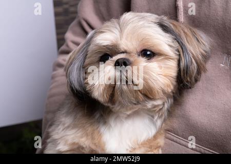 Foto eines kleinen Hundes, der in seinen Armen sitzt und die Kamera aus nächster Nähe betrachtet Stockfoto