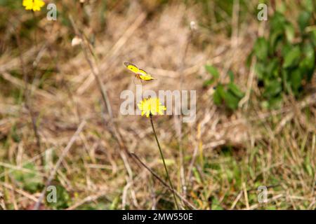 Ein gelber Schmetterling, der auf einem Löwenzahn landet Stockfoto