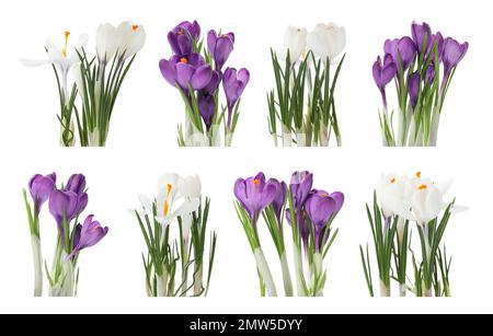 Ein Satz wunderschöner Krokusse auf weißem Hintergrund. Frühlingsblumen Stockfoto