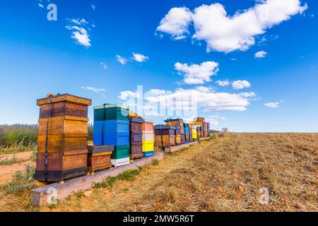 Malerischer Blick auf bunte Bienenstöcke in der Nähe des Lavendelfeldes in der Provence südlich von Frankreich vor dem dramatischen Sommerhimmel Stockfoto