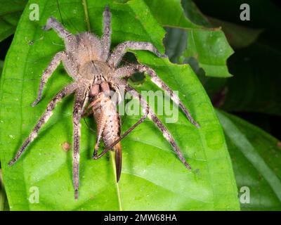 Die hochgiftige brasilianische Wanderspinne (Phoneutria fera), die sich im Regenwald in der Provinz Orellana, Ecuador, von einer großen Grille auf einem Blatt ernährt Stockfoto