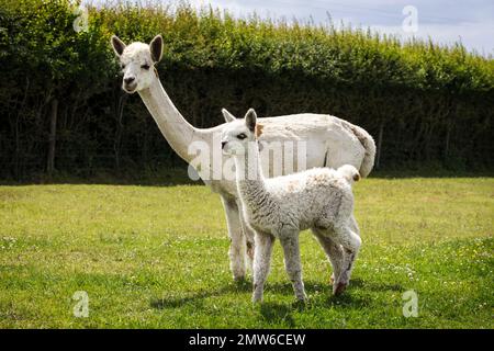 Appaloosa-Alpaka-Baby mit Mutter auf dem Bauernhof Stockfoto