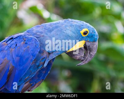 Ein Hyazinth-Ara (Anodorhynchus hyacinthinus) im Green Planet Park in Dubai Stockfoto