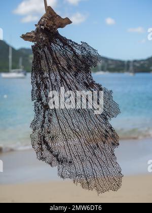 Getrocknete Algen hängen am karibischen Sandstrand vom Meer hängen durchsichtige Dekorationsstrände, die sich in der Winde bewegen Stockfoto