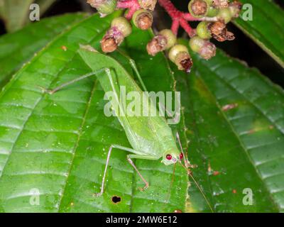 Grüne Buschgrille (Tettigoniidae) auf einem Laub bei Nacht im Regenwald, Provinz Orellana, Ecuador Stockfoto