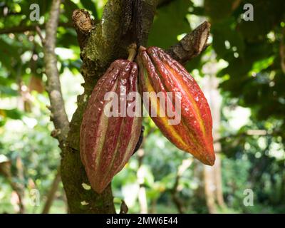 Nahaufnahme von zwei 2 Kakao-Pads auf einem Ast in einem Baum mit Hintergrundbeleuchtung auf der Schokoladenplantage des St. Lucia Hotel Chocolat Rabot Estate Stockfoto