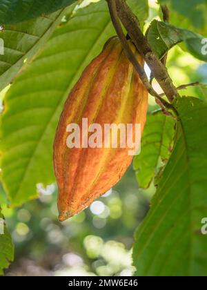 Nahaufnahme einer einzelnen Kakao-Kapsel auf einem Ast im Baum mit Hintergrundbeleuchtung auf der Schokoladenplantage des St. Lucia Hotel Chocolat Rabot Estate Stockfoto