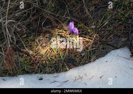 Eine Nahaufnahme der wunderschönen lila Frühlingsblumen (Crocus), die in einem Lichtfleck neben dem Schnee wachsen Stockfoto