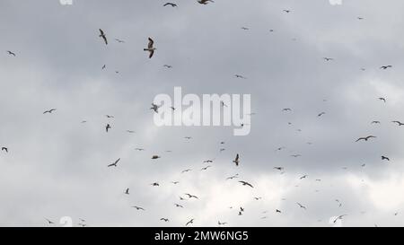 Möwen wirbeln vor dem Hintergrund des bewölkten Himmels. Stockfoto