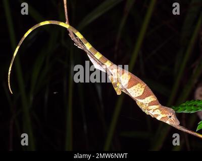 Anolis transversalis (Anolis transversalis), Roositierung bei Nacht im Regenwald, Provinz Orellana, Ecuador Stockfoto