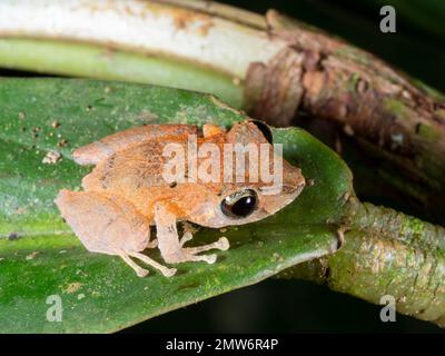 Kichwa Rain Frog (Pristimantis kichwarum), im Regenwald bei Nacht, Provinz Orellana, Ecuador Stockfoto