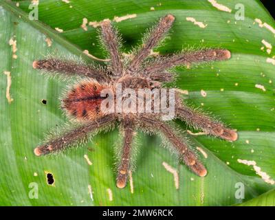 Eine große rosafarbene Tarantula (Avicularia sp.) Auf dem Blatt einer untergeschriebenen Pflanze im Regenwald, Ecuador. Stockfoto