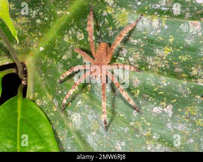 Die hochgiftige brasilianische Wanderspinne (Phoneutria fera) auf einem Blatt im Regenwald, Provinz Orellana, Ecuador Stockfoto