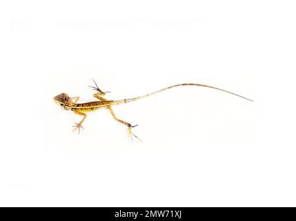 Agama aus Sri Lanka, isoliert auf weißem Hintergrund Stockfoto