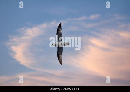 Nordfulmar (Fulmarus glacialis, weißer Morph) im Flug. Hohe Breiten des Arktischen Ozeans, FJL, ozeanische Vögel Stockfoto