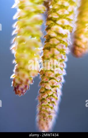 Frühlingsmotiv. Grüne, flauschige Birkenblüte (Catkin). Extreme Nahaufnahme Stockfoto