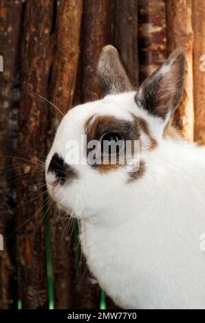 Weißes Kaninchen vor einer braunen Holzwand Stockfoto