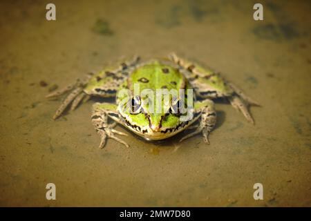 Eine Nahaufnahme von Grasfrosch in seinem natürlichen Lebensraum Stockfoto