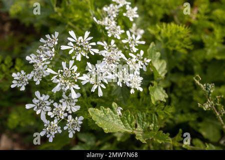 Das Werk Scandix iberica befindet sich im Winter in Israel Stockfoto