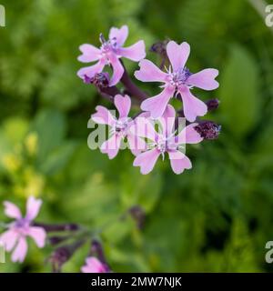 Silene armeria ist eine wilde Pflanze. Pflanzen blühen im Sommer. Quadratischer Rahmen Stockfoto