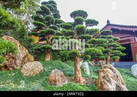 Herrlicher Blick auf die Felsen (Taihu-Stein) im Nan Lian Park mit idyllischem Podocarpus und Kiefern und ophiopogon japonicus als Gras. Evergreen p Stockfoto