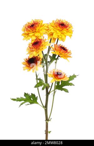 Gelb-orangefarbene Chrysanthemblüten und Laub gegen Weiß isoliert Stockfoto