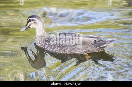 Pacific Black Duck Foto Im Sommer In Melbourne, Australien Stockfoto