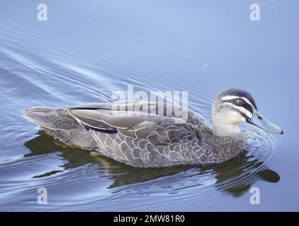 Pacific Black Duck Foto Im Sommer In Melbourne, Australien Stockfoto