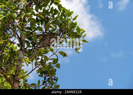 Ein australasischer Feigenvogel (Sphecotheres vieilloti) auf einem Baum in Sydney, NSW, Australien (Foto: Tara Chand Malhotra) Stockfoto