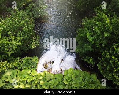 Spritzendes Wasser in grünem Laub, von oben nach unten Stockfoto