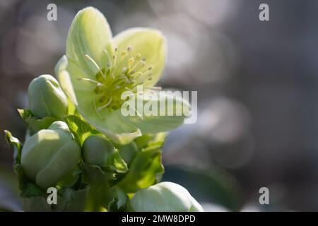 Sterns Hybrid-Helleberore, Helleborus x sternii Stockfoto