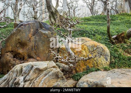 Herrlicher Blick auf die Felsen (Taihu-Stein) im Nan Lian Park mit idyllischen topiären Podocarpus und Kiefern und ophiopogon japonicus im tropischen Hong Kon Stockfoto