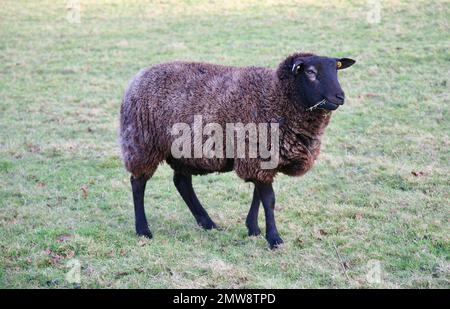 Ein hübsches schwarzes Schaf auf dem Lancashire-Land Stockfoto