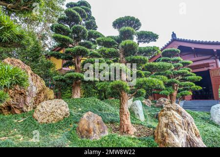 Herrlicher Blick auf die Felsen (Taihu-Stein) im Nan Lian Park mit idyllischem Podocarpus und Kiefern und ophiopogon japonicus als Gras. Evergreen p Stockfoto