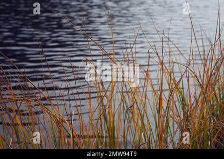 Eine Klapperschlange des Svartdalstjerna-Waldreservats der Totenaasen-Hügel, Norwegen, im Herbst Stockfoto