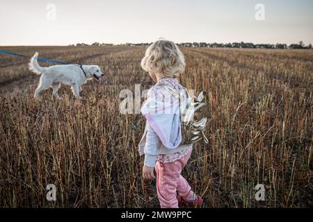 Das kleine Mädchen dreht sich den Rücken zu und starrt einen großen weißen Hund an, der bei Sonnenuntergang über das Feld rennt. Internationaler Golden Retriever Day, 2. Februar Stockfoto