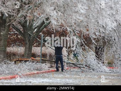 Cedar Park, Texas, USA. 1. Februar 2023. Vor dem Campus Cypress Creek des Austin Community College räumt ein Angestellter zerbrochene Äste von gefrorenen Bäumen, die mit Eis bedeckt sind, nachdem er über Nacht mit bis zu ¾ cm Eis durch die Gegend gefriert hat und so Schul- und Geschäftsschließungen erzwang. Mehr als 130.000 sind mittwochmorgens in der U-Bahn-Gegend von Austin ohne Strom. (Kreditbild: © Scott Coleman/ZUMA Press Wire) NUR REDAKTIONELLE VERWENDUNG! Nicht für den kommerziellen GEBRAUCH! Stockfoto