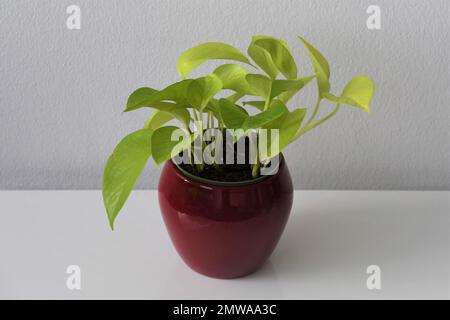 Neon pothos (Epipremnum aureum) Hauspflanze. Hellgrüne Blätter, in einem roten Pflanzentopf, isoliert auf weißem Hintergrund. Querformat. Stockfoto