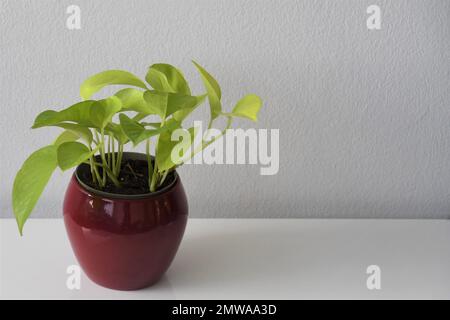 Neon pothos (Epipremnum aureum) Hauspflanze. Hellgrüne Blätter, in einem roten Pflanzentopf, isoliert auf weißem Hintergrund. Querformat. Stockfoto
