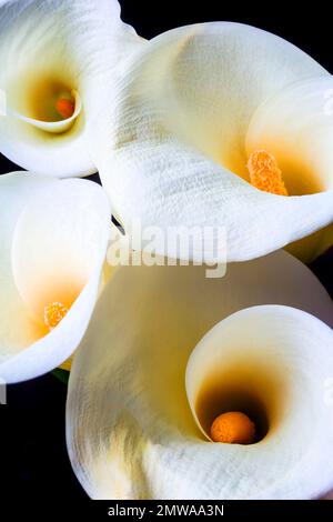 Vier Grafische Calla-Lilien Stockfoto