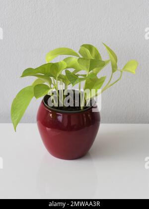 Neon pothos (Epipremnum aureum) Hauspflanze. Hellgrüne Blätter, in einem roten Pflanzentopf, isoliert auf weißem Hintergrund. Hochformat. Stockfoto