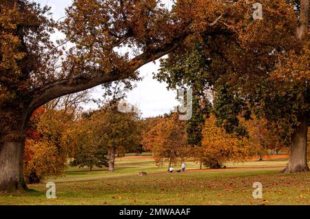 Wunderschöne und farbenfrohe Herbstlandschaft im Camperdown Country Park in Dundee in Schottland, Großbritannien Stockfoto