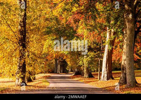 Wunderschöne und farbenfrohe Herbstlandschaft im Camperdown Country Park in Dundee in Schottland, Großbritannien Stockfoto